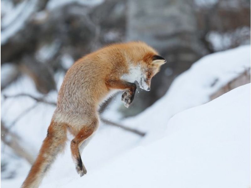 [Hokkaido, Shiretoko] Primeval forest snowshoe tour. Snowshoeing through the World Natural Heritage Site in midwinter and wildlife watching tour (free rental of skiwear, etc.)の紹介画像