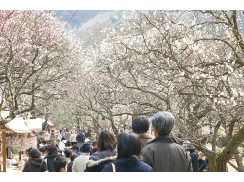 [静冈/热海]享受梅花节！乘坐折叠电动车轻松游览丘陵热海梅园！の紹介画像