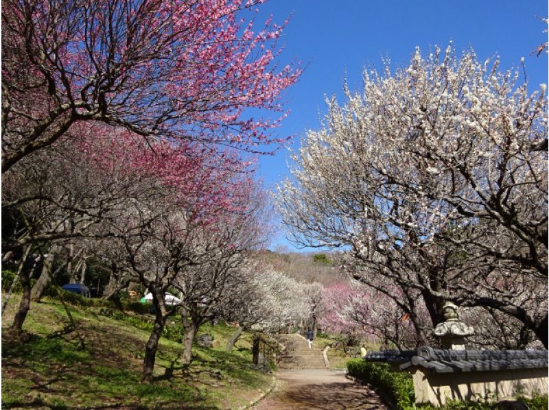 [静冈/热海]享受梅花节！乘坐折叠电动车轻松游览丘陵热海梅园！の紹介画像