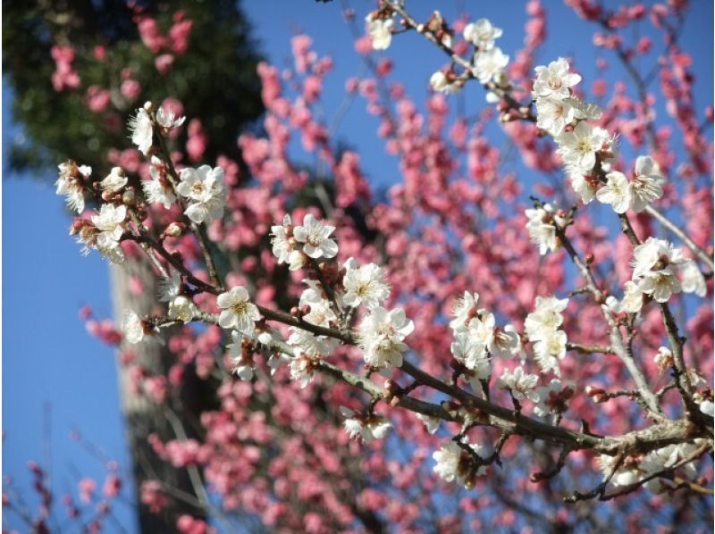 [静冈/热海]享受梅花节！乘坐折叠电动车轻松游览丘陵热海梅园！の紹介画像