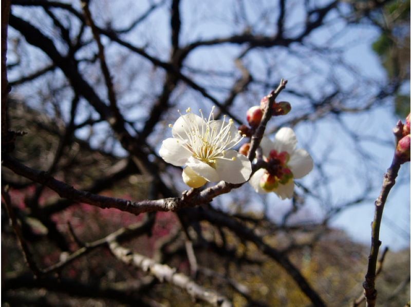 [静冈/热海]享受梅花节！乘坐折叠电动车轻松游览丘陵热海梅园！の紹介画像