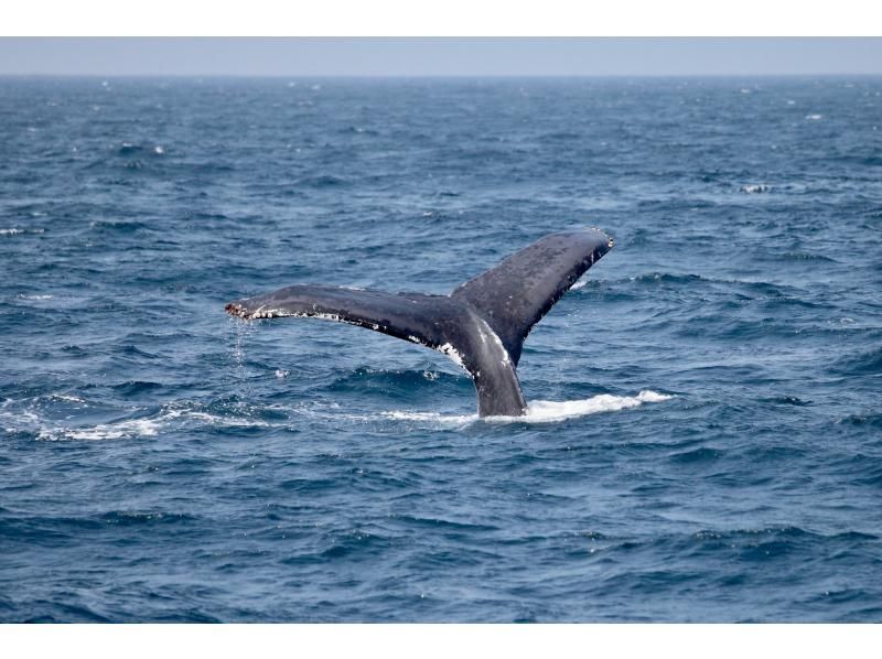 [Half-day tour from Chatan] Private whale watching! Fully charter the boat for your family or group! The port is a 5-minute walk from American Village! Maximum of 8 peopleの紹介画像