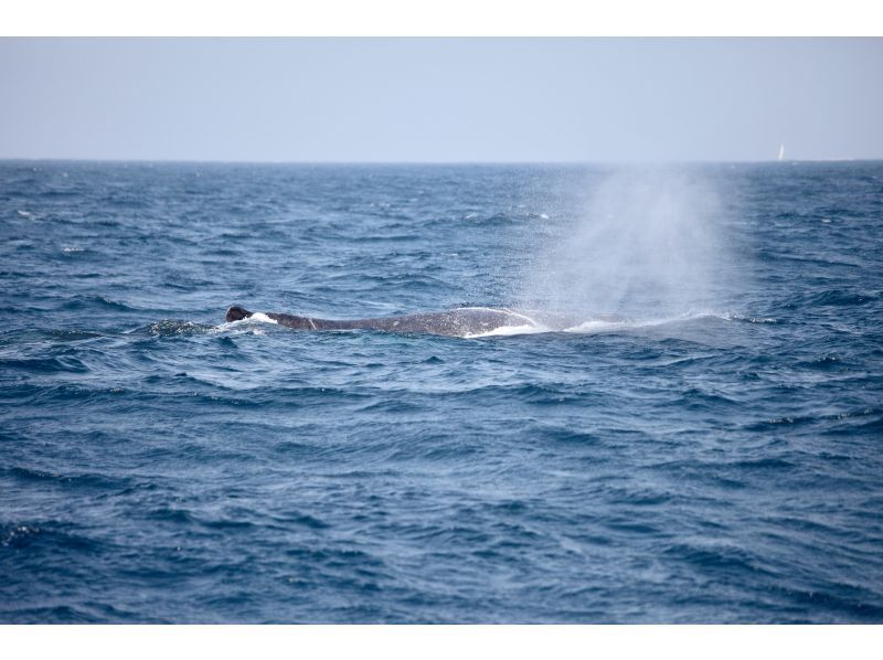 [Half-day tour from Chatan] Private whale watching! Fully charter the boat for your family or group! The port is a 5-minute walk from American Village! Maximum of 8 peopleの紹介画像