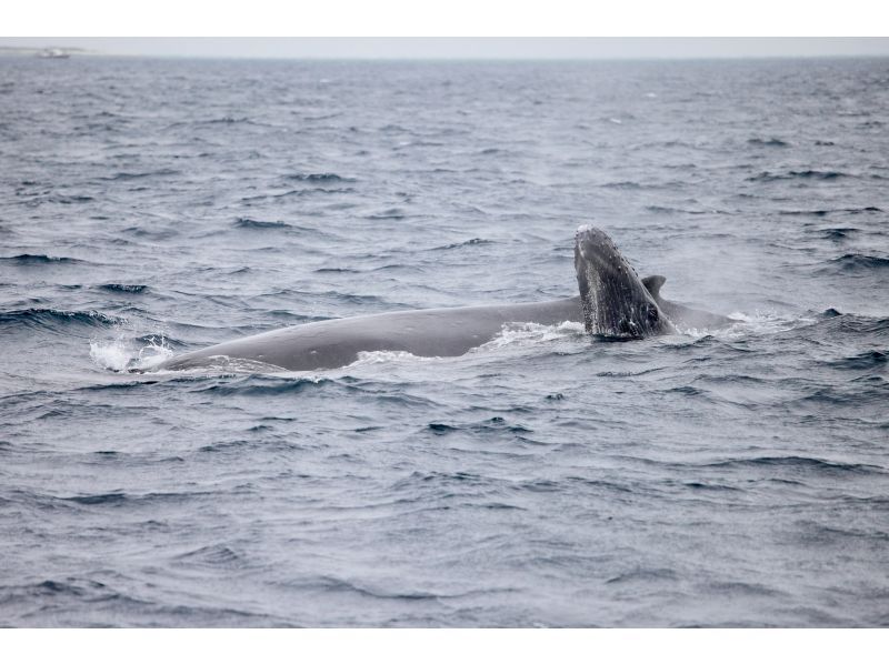 [Half-day tour from Chatan] Private whale watching! Fully charter the boat for your family or group! The port is a 5-minute walk from American Village! Maximum of 8 peopleの紹介画像