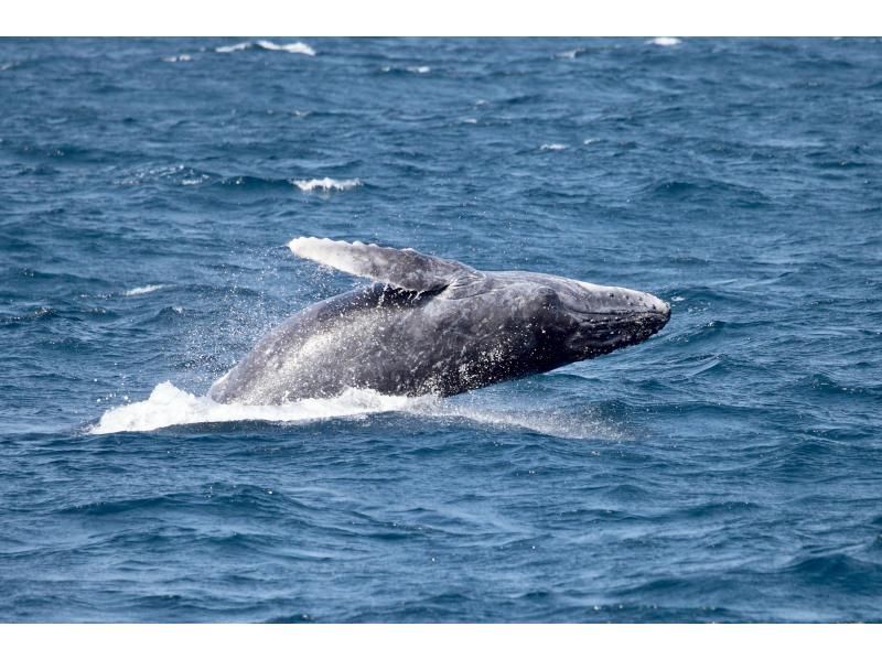 [Half-day tour from Chatan] Private whale watching! Fully charter the boat for your family or group! The port is a 5-minute walk from American Village! Maximum of 8 peopleの紹介画像