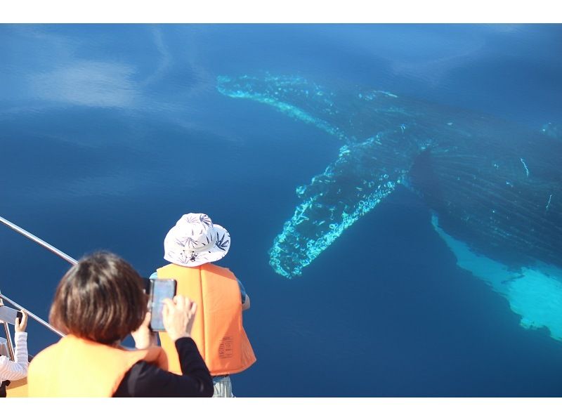 ザトウクジラと青の洞窟で冬の沖縄を大満喫【本部発・ホエールウォッチング ＆ 恩納発・青の洞窟シュノーケリング】冬季限定の1日遊び尽くしプランの紹介画像