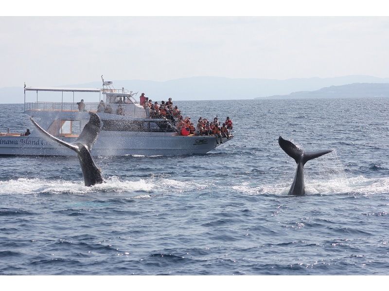 ザトウクジラと青の洞窟で冬の沖縄を大満喫【本部発・ホエールウォッチング ＆ 恩納発・青の洞窟シュノーケリング】冬季限定の1日遊び尽くしプランの紹介画像