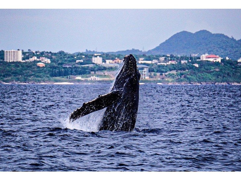 【本島北部(本部町)】冬季限定ホエールウォッチング：ベテラン船長・ガイドがご案内！少人数制＆自社船(洋式トイレ付)で安心！北部WW協会加盟店の紹介画像