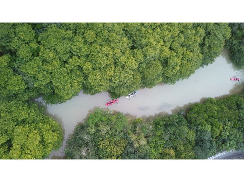 [冲绳/宫古岛]超级罕见！ ！享受宫古岛的夜晚☆星空下的夜间皮划艇红树林探索☆彡の紹介画像