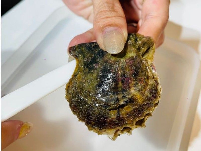 오키나와의 사업자 「체험 공방 스타랜드」가 실시하는 진주 꺼내 체험의 모습