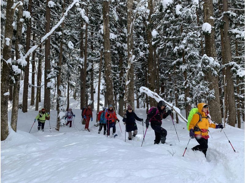 【秋田・白神山地】森のプロがご案内・白神スノートレッキング！雪のブナたちの息吹を見るの紹介画像