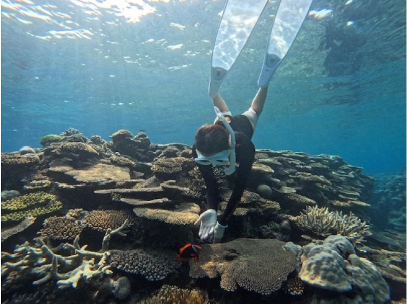 [Okinawa, Sesoko Island] Winter NEW Menu Skin diving has started at Sesoko Island, where sea turtles live! Free rental of cute long fins ♪ Free 4K camera shooting!の紹介画像