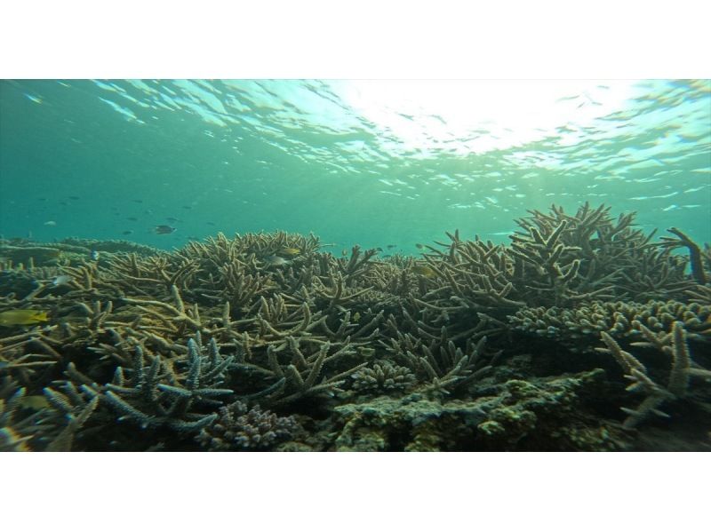 [Okinawa, Sesoko Island] Free 4K camera (GoPro) photo shoot♪ Held in the ocean where sea turtles live! Snorkeling on a banana boat only available in winterの紹介画像