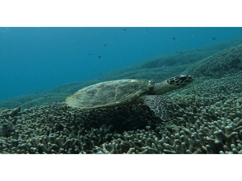 [Okinawa, Sesoko Island] Free 4K camera (GoPro) photo shoot♪ Held in the ocean where sea turtles live! Snorkeling on a banana boat only available in winterの紹介画像