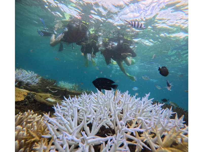 [Okinawa, Sesoko Island] Free 4K camera (GoPro) photo shoot♪ Held in the ocean where sea turtles live! Snorkeling on a banana boat only available in winterの紹介画像