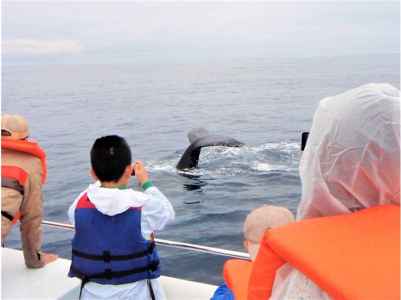 【2024/12/21～2025/3/31限定】渡嘉敷島グラスボートで行く無人島ツアー＆ホエールウォッチングツアーの紹介画像