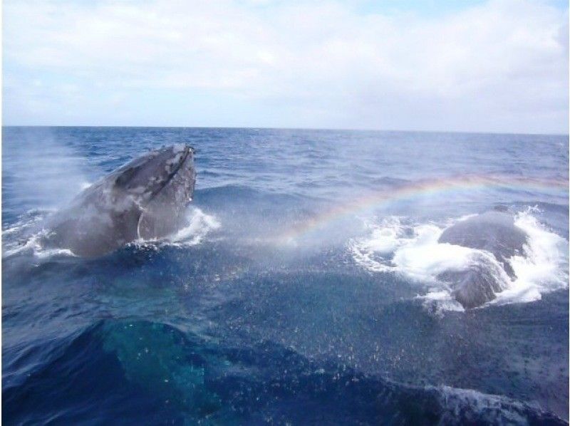 【2026/2/1～2026/3/31限定】渡嘉敷島 ガイド付き島内ツアー＆ホエールウォッチングツアーの紹介画像