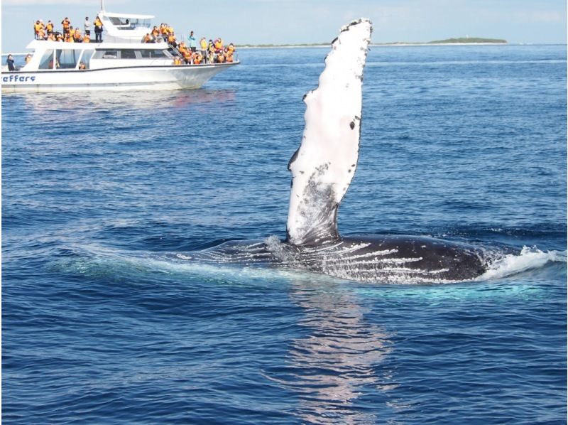 【2026/2/1～2026/3/31限定】渡嘉敷島 ガイド付き島内ツアー＆ホエールウォッチングツアーの紹介画像