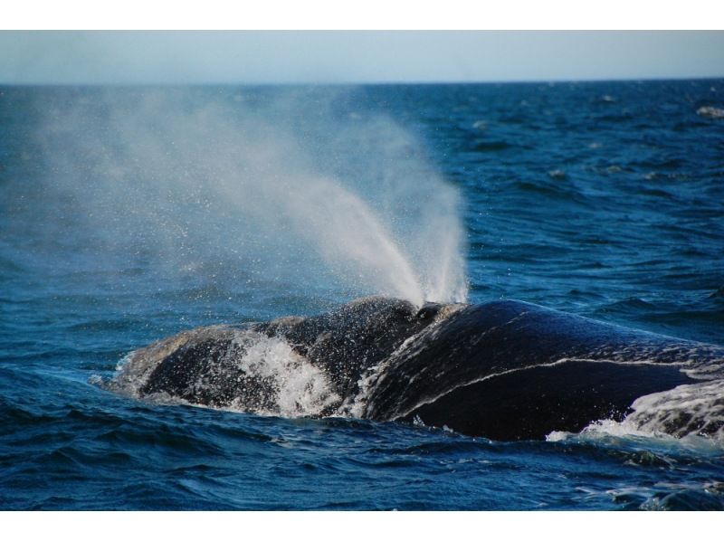 【2026/2/1～2026/3/31限定】渡嘉敷島 海がめシュノーケリング＆ホエールウォッチングツアーの紹介画像