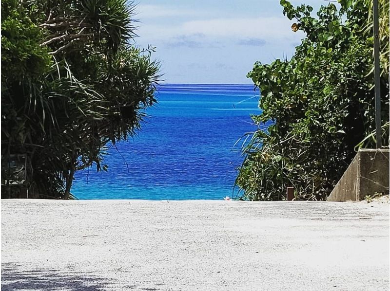 【2026/2/1～2026/3/31限定】渡嘉敷島 海がめシュノーケリング＆ホエールウォッチングツアーの紹介画像