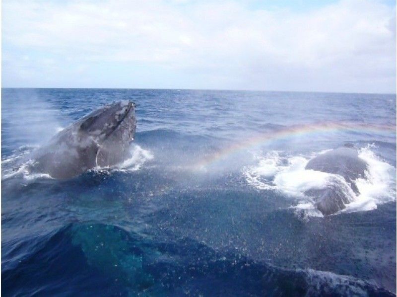 【2026/2/1～2026/3/31限定】渡嘉敷島 海がめシュノーケリング＆ホエールウォッチングツアーの紹介画像