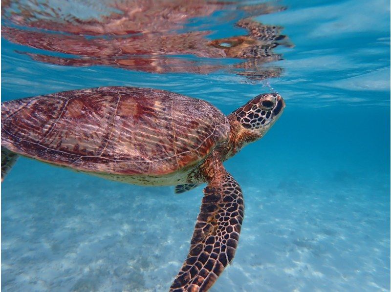 【2026/2/1～2026/3/31限定】渡嘉敷島 海がめシュノーケリング＆ホエールウォッチングツアーの紹介画像