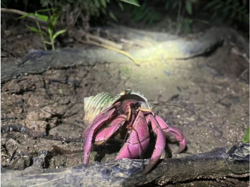 [Iriomote Island/Afternoon] A spectacular set plan of mangrove forests and starry sky sanctuaries! Mangrove SUP/Canoe & Jungle Night Tour [Free photo data]の紹介画像