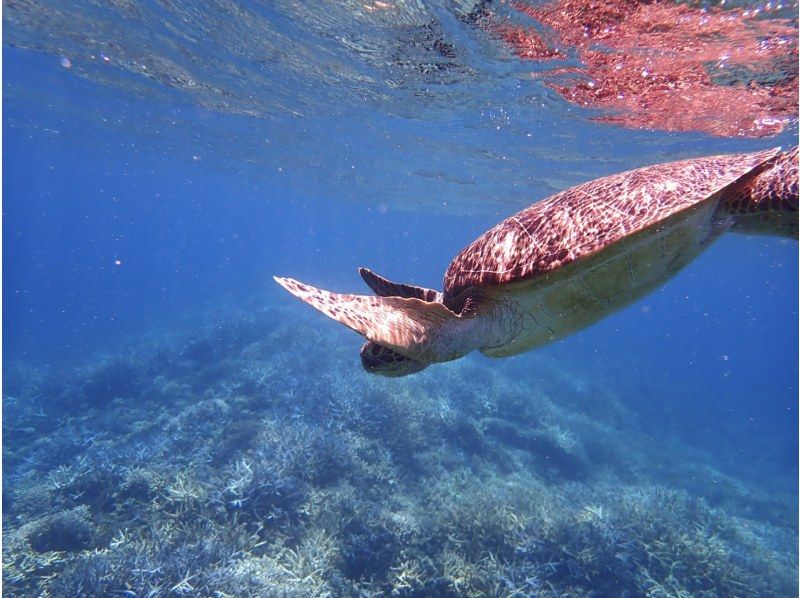 [Iriomote Island/Afternoon] Enjoy the miracle island and nighttime Iriomote Island in luxury! Barasu Island Snorkeling & Jungle Night Tourの紹介画像