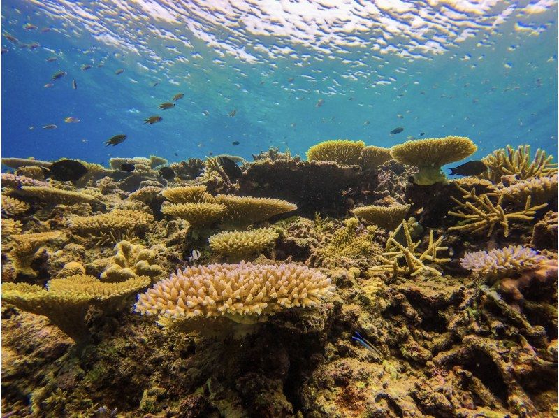 [Iriomote Island/Afternoon] Enjoy the miracle island and nighttime Iriomote Island in luxury! Barasu Island Snorkeling & Jungle Night Tourの紹介画像