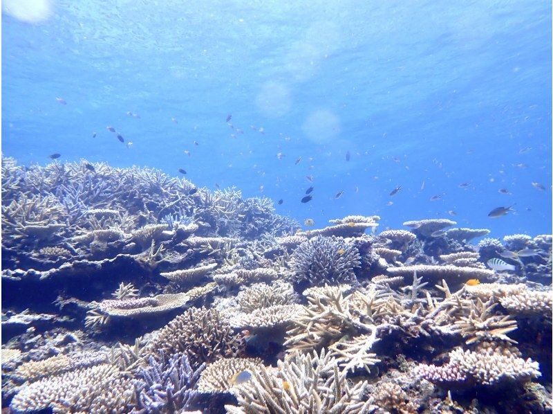 【西表島/午後】奇跡の島と夜の西表島を贅沢に満喫！バラス島シュノーケリング＆ジャングルナイトツアーの紹介画像