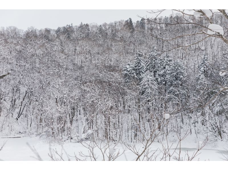 【北海道・ニセコ・２時間】冬の大自然をわくわく探検スノーシュー体験！ゆったり白銀の世界を歩いてみよう♪写真データは無料でプレゼント♪の紹介画像