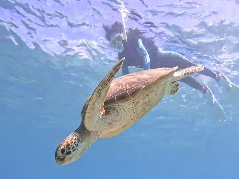 【初心者大歓迎・1組貸切・泳げない人苦手な人に超特化型・送迎あり】やさしい安心安全サポート付きウミガメ遭遇率100%シュノーケルツアー！の紹介画像