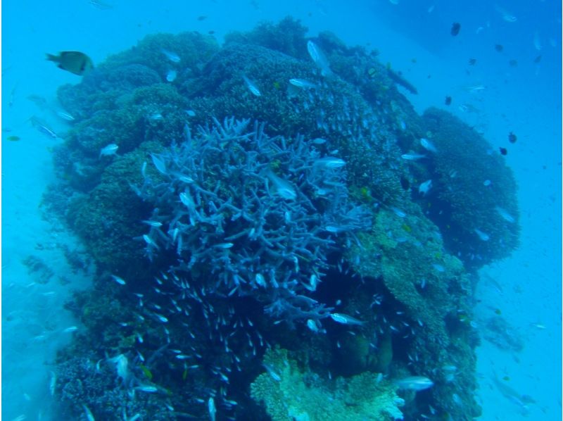 【沖縄・渡嘉敷島】ケラマブルーの海でウミガメに会おう、シュノーケリングツアー！の紹介画像