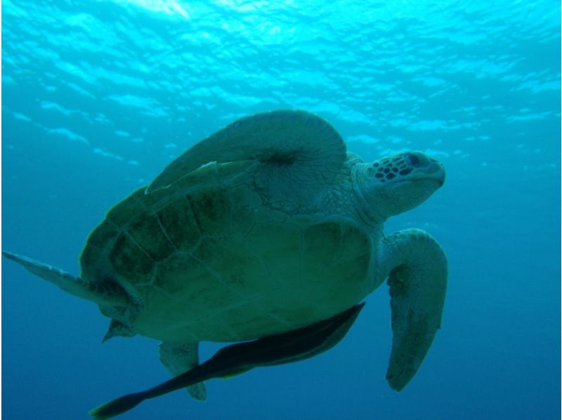 【沖縄・渡嘉敷島】ケラマブルーの海でウミガメに会おう、シュノーケリングツアー！の紹介画像