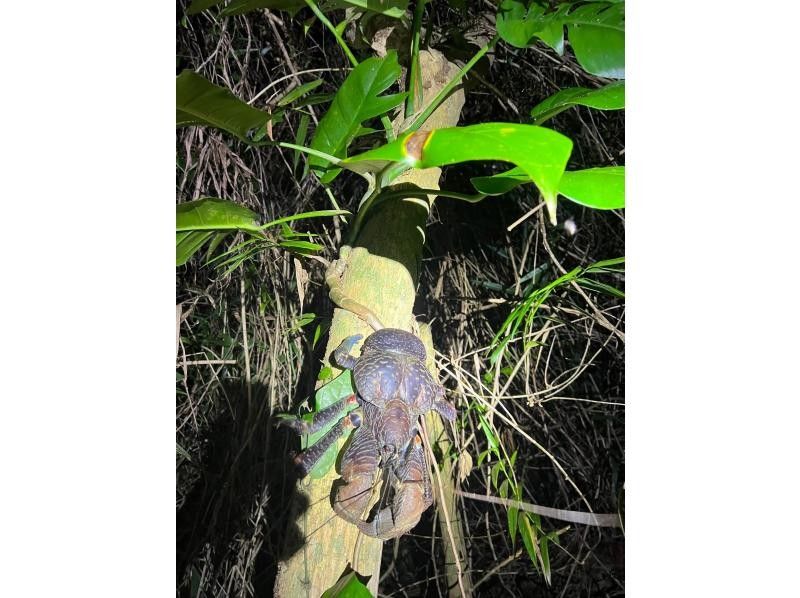 [Okinawa, Miyakojima] ⭐️Former USJ dancer is a tour guide⭐️Jungle night tour! Explore coconut crabs and various living plants! If you're lucky, you'll also see the starry sky...の紹介画像