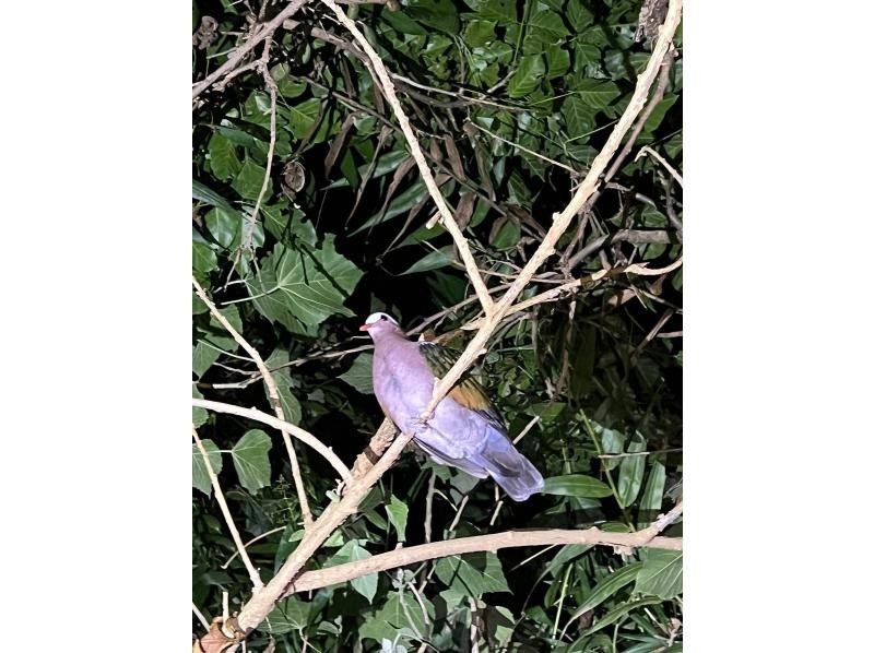 【1組限定料金・最大５名まで同料金！家族で超お得！】⭐️元USJダンサーがツアーガイド⭐️ジャングルナイトツアー！ヤシガニや生き物植物を探検の紹介画像