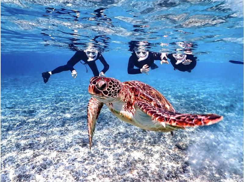 [Miyakojima/same-day reservations OK!!] [Limited time only!! Pick-up service included!!] High chance of meeting sea turtles!! Snorkeling with amazing photography skills!!の紹介画像