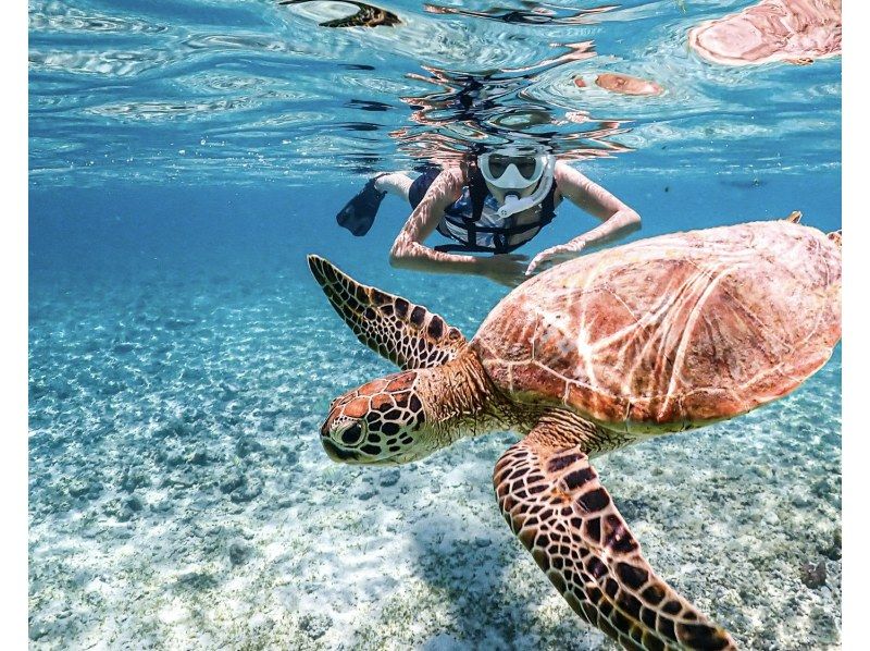 【宮古島｜送迎可能】★春休み学割対象★当日予約OK★《1歳~70歳対象》透明度抜群ウミガメ＆ニモのシュノーケリングの紹介画像