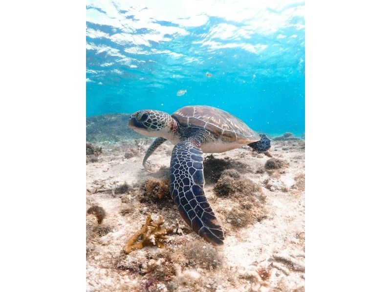 [Okinawa, Miyakojima] Opening sale ★ Very popular snorkeling plan! No. 1 in popularity ★ Use a snorkel mask that looks great on social media! High chance of seeing sea turtles!の紹介画像