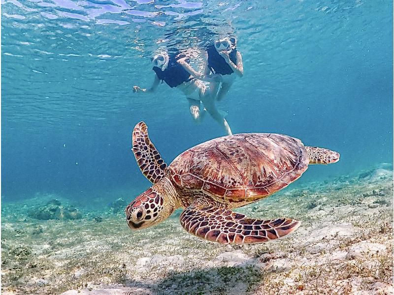 [Okinawa, Miyakojima] Pick-up available [Reservations on the day OK!! / Ages 1 to 70] Sea turtle snorkeling with a 100% chance of encountering them! Filmed with the latest underwater camera!の紹介画像