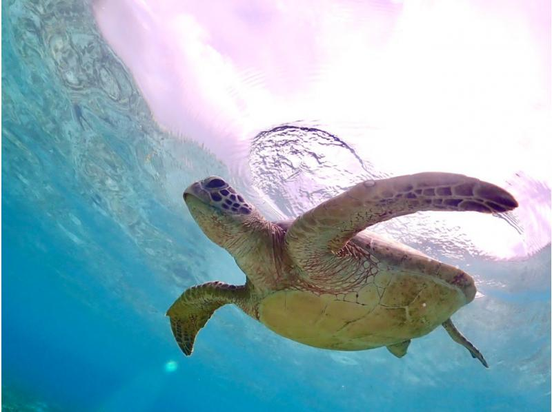 [Miyakojima/same-day reservations OK!!] [Great student discounts available!!] 100% encounter rate continues!! Sea turtle snorkeling!! Use a snorkel mask that looks great on social media♪の紹介画像