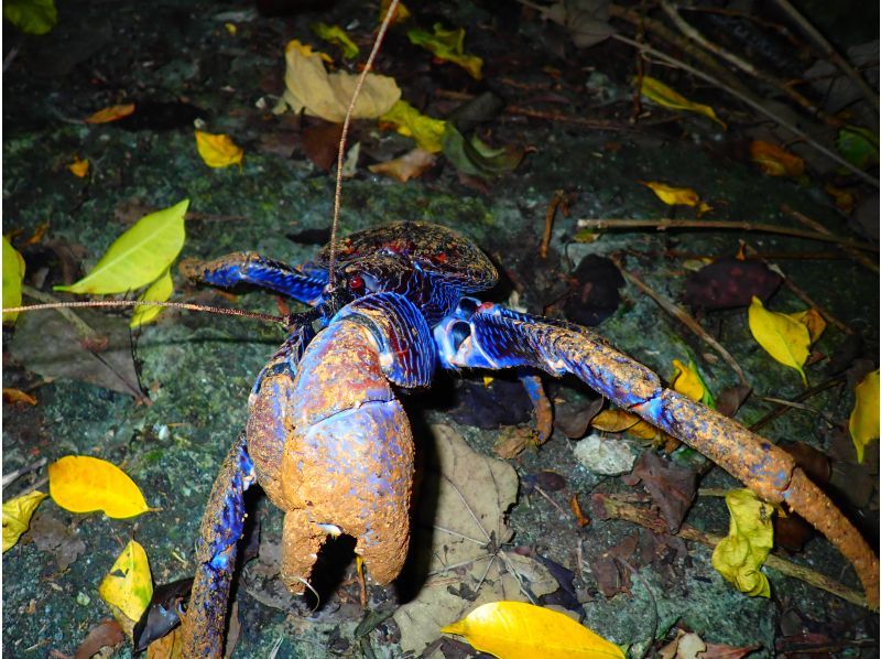 宮古島《少人数制で安心！》宮古島の夜を冒険！ヤシガニとたくさん生き物たちと出会う【ナイトツアー】★当日予約OK！★撮影データ無料！の紹介画像