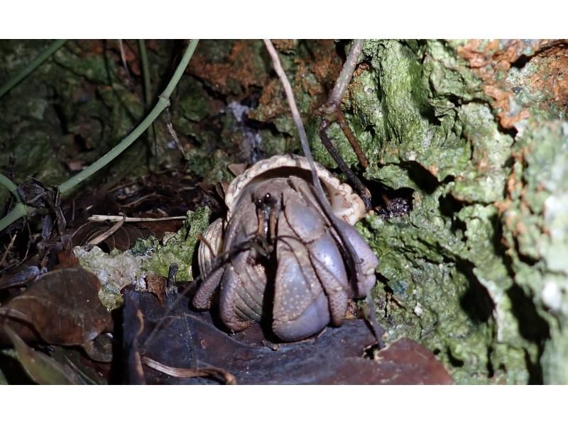 宮古島《少人数制で安心！》宮古島の夜を冒険！ヤシガニとたくさん生き物たちと出会う【ナイトツアー】★当日予約OK！★撮影データ無料！の紹介画像