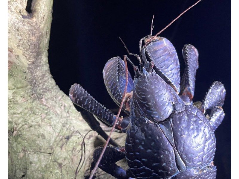 宮古島《少人数制で安心！》宮古島の夜を冒険！ヤシガニとたくさん生き物たちと出会う【ナイトツアー】★当日予約OK！★撮影データ無料！の紹介画像