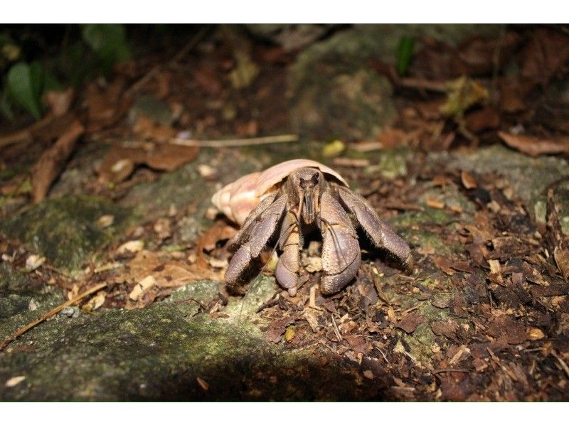 [Okinawa, Miyakojima] Opening sale! No.1 in popularity ★ Miyakojima Starry Sky Jungle Night Tour ★の紹介画像