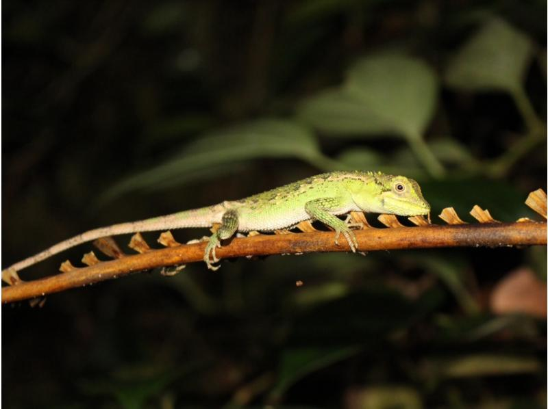 [Miyakojima/same-day reservations OK!!] No.1 in popularity★ Miyakojima Starry Sky Jungle Night Tour ★の紹介画像