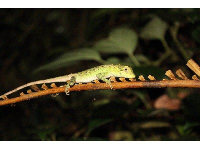 [Okinawa, Miyakojima] Opening sale! No.1 in popularity ★ Miyakojima Starry Sky Jungle Night Tour ★の紹介画像