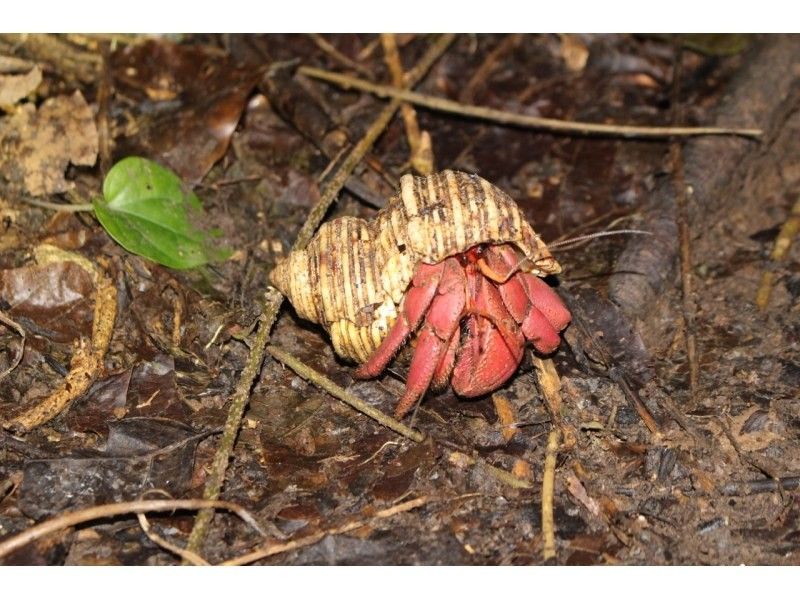 [Okinawa, Miyakojima] Opening sale! No.1 in popularity ★ Miyakojima Starry Sky Jungle Night Tour ★の紹介画像