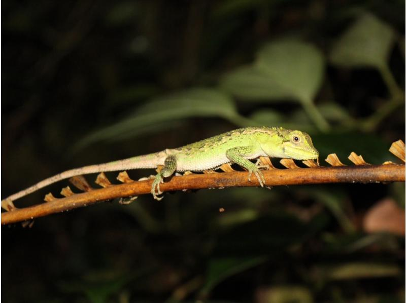 [Miyakojima | Night Tour] Koshien Championship Sale ✨ Held on Kurima Island! | Same-day reservations accepted | Tropical Jungle Night Tour ★ Kids-only coconut crab medal giveaway!の紹介画像