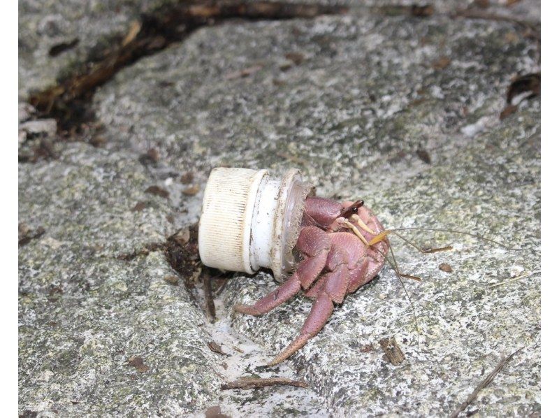 【宮古島 | 夜遊 | 接受當日預約】★冬季特惠★ 椰子蟹保護區星空叢林夜遊 ★ 兒童椰子蟹獎牌！の紹介画像